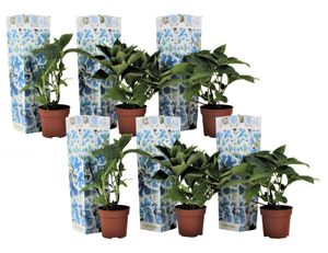 Plant in a Box - Hydrangea bicolor 'Bavaria' Blau - 6er Set- 2-farbige Hortensien - Winterhart - Topf 9cm - Höhe 25-40cm