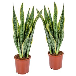 2 Stück Sansevieria Laurentii 50-60 cm  Bogenhanf bessere Raumluft Zimmerpflanze