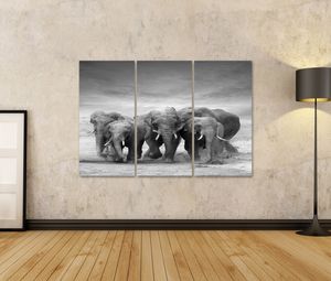 Elefant Bilder
