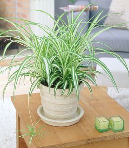 BALDUR-Garten Chlorophytum "Variegatum", 1 Pflanze, Luftreinigende Zimmerpflanze, unterstützt das Raumklima, Grünlilie Zimmerpflanze pflegeleicht, Grünpflanze, mehrjährig - frostfrei halten