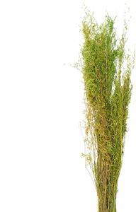 Clayre & Eef 5DF0016 Suszone kwiaty 90 cm (50 gr) Zielony