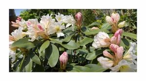 5x Rhododendron griffithianum Rosenbaum Weiß Strauch Pflanzen - Samen ID49