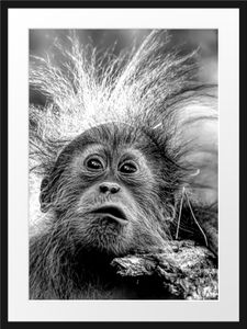 Lustiger Baby Orang-Utan mit Rinde, MonochromeBilderrahmen mit Galerie-Passepartout / Format: 80x60cm / gerahmt / hochwertige Leinwandbild Alternative