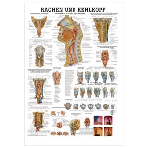 Rachen und Kehlkopf Lehrtafel Anatomie 100x70 cm medizinische Lehrmittel
