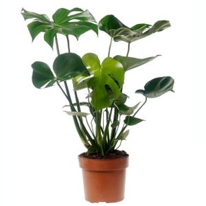 Plant in a Box - Monstera Deliciosa - Fensterblatt Grüne Zimmerpflanze - Topf 17cm - Höhe 50-60cm