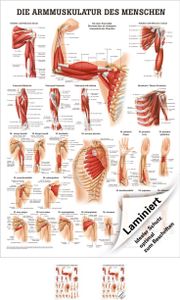 Armmuskulatur Poster Anatomie 70x50 cm medizinische Lehrmittel