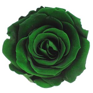 Infinity Rose L Ø5cm konserviert stabilisiert haltbar Rosenkopf ewige Rosenblüte, Menge:1 St., Farbe:Dunkelgrün (gre02)