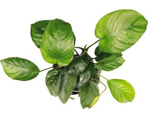 Breitblättriges Speerblatt, Spezies - Anubias barteri, SP