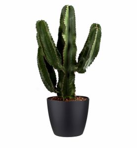 Kaktus von Botanicly – Wolfsmilch Kaktus in schwarzem Übertopf als Set – Höhe: 80 cm – Euphorbia Eritrea