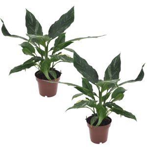 Plant in a Box - Spathiphyllum Diamond - 2er Set - Einblatt - Luftreinigende Zimmerpflanze - Schöne weiße Variation in den Blättern - Topf 12cm - Höhe 40-50cm