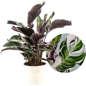 Plant in a Box - Calathea 'Fusion-Weiß' - Korbmarante - Luftreinigende Zimmerpflanze - Schönen Blättern - Topf 14cm - Höhe 30-40cm