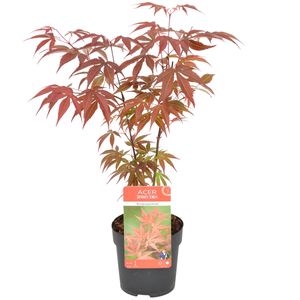 Japanischer Ahorn | Acer Palme. Atropurpureum pro Stück - Freilandpflanze im Kindergartentopf 510,5 cm - ↕30-35 cm