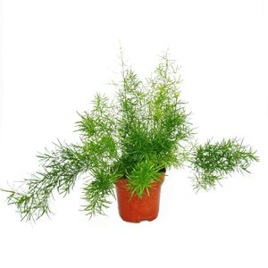 Zierspargel  - Asparagus densiflorus sprengeri - Pflegeleichte Grünpflanze 12cm Topf