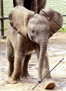 RNK Verlag 4620 Zeichenmappe "Elefant" - A4, mit Gummizugverschluss