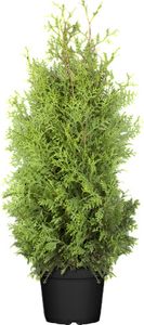 Thuja occidentalis 'Brabant', Lebensbaum, 120–140 cm