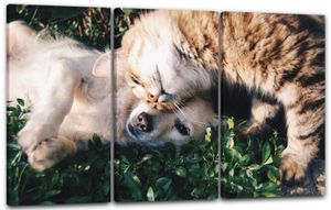 Leinwandbild 3-teilig (120x80cm): Cat and dog best friends Hund Tier-Bilder Katze Katzenbabies süß cute, echter Holz-Keilrahmen inkl. Aufhänger, handgefertigt in Deutschland