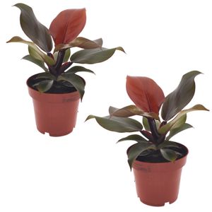 Plant in a Box - Philodendron 'Sonnenlicht' - 2er Set - Tropischen Zimmerpflanze - Wunderschöne rote blätter - Topf 12cm - Höhe 20-30cm