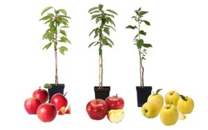 Plant in a Box - Apfelbäume - Set mit 3 Typen - Malus 'Braeburn', 'Golden Delicious', 'Malus Gala' - Obstbäume - Topf 9cm - Höhe 60-70cm