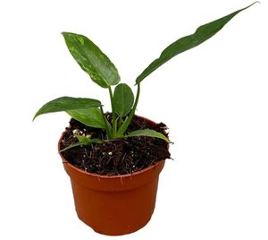 Grünpflanze – Baumfreund (Philodendron Golden Dragon) – Höhe: 15 cm – von Botanicly