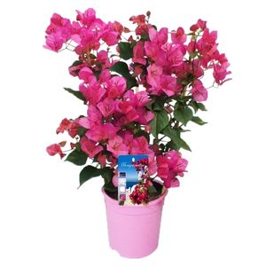 Plant in a Box - Bougainvillea - Bougainvillea on rack - Rosa Blüten - Kletterpflanze - Gartenpflanze - Topf 17cm - Höhe 50-60cm