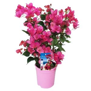 Bougainvillea - Záhradná rastlina - ⌀17cm - Výška 50-60cm