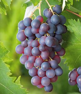 BALDUR-Garten Kernlose Tafel-Trauben 'Venus®', 1 Pflanze, Weinreben, Vitis vinifera, winterhart, mehrjährig, Vitis vinifera, Kletterpflanze, essbare Früchte