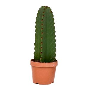 Plant in a Box - Euphorbia Ingens 'Cowboy-Kaktus' - Kaktus - Topf 18cm - Höhe 40-50cm