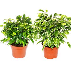 Kinky-Duo  - Set mit 2 verschiedenen Buschigen Birkenfeigen - Ficus benjamini "Kinky" - 12cm Topf