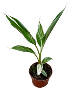 Bananenpflanze (Musa Nono) – Höhe: 25 cm – von Botanicly