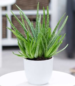 BALDUR-Garten Echte Aloe Vera, 1 Pflanze, hoch im 12 cm-Topf, Aloe barbadensis Miller, Gel vielseitig verwendbar, Luftreinigende Zimmerpflanze, Wüstenlilie, Sukkulente, mehrjährig - frostfrei halten