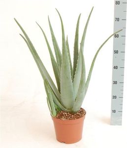 XXL Aloe Vera Pflanze, 60-70 cm, 5 Jahre alt – Pflegeleicht, Ideal für Hautpflege & Dekoration, Große Sukkulente für Zuhause