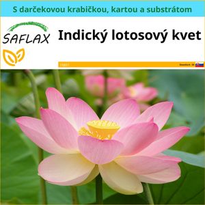 SAFLAX Darčeková sada - Indický lotosový kvet - Nelumbo nucifera   - 8 Semená - S darčekovou krabičkou, prepravným štítkom, darčekovou kartou a pestovateľským médiom