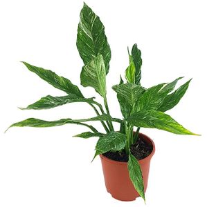 Fangblatt - Spathiphyllum 'Diamond' - panaschiertes Einblatt ↑ 30 cm, Ø 14 cm - atemberaubende Grünpflanze