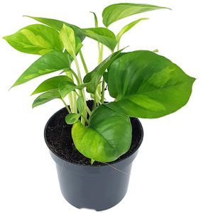 Fangblatt - Epipremnum pinnatum 'Global Green' im Ø 12 cm Topf - anmutige Efeutute - Zimmerpflanze zum Hängen
