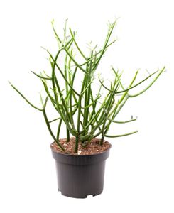 Sukkulente – Bleistiftstrauch (Euphorbia Tirucalli) – Höhe: 30 cm – von Botanicly