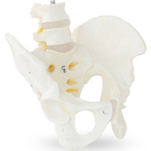 physa Skelett Becken-Modell mit Lendenwirbel - männlich