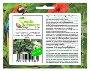 100x Ficus benjamina Gummibaum Zimmer Garten Pflanzen - Samen B1493