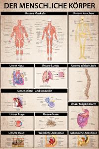 Der Menschliche Körper XXL Poster - Anatomie, Muskeln Knochen Organe (180 x 120 cm)