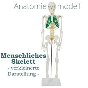 Anatomie Modell Skelett Verkleinert Anatomy Skeleton Menschliches Skelett Menschlicher Körper 87 cm Anatomy Skeleton Human Model mit Ständer und Spinalnerven MedMod