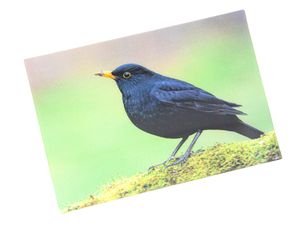 3 D Ansichtskarte Amsel, Postkarte Wackelkarte Hologrammkarte Tiere Tier Vogel Gartenvogel