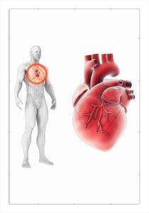 Wallario Wandbild Anatomie des Menschen  Herz in Nahansicht, Größe: 61 x 91,5 cm, Poster mit rahmenlosen Bildhalter