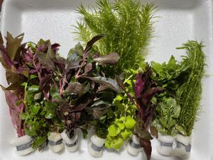 10 Bund Aquariumpflanzen Mix