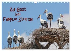 Zu Gast bei Familie Storch (Wandkalender 2024 DIN A3 quer), CALVENDO Monatskalender