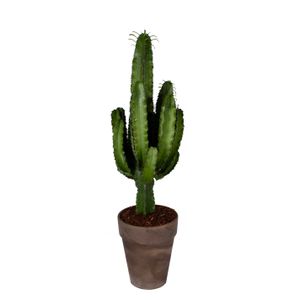Kaktus von Botanicly – Wolfsmilch Kaktus in braunem Terrakotta Topf als Set – Höhe: 80 cm – Euphorbia Eritrea