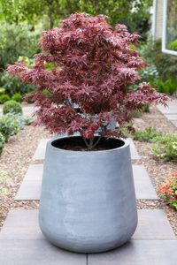 Japanischer Ahorn | Acer Palme. \'Atropurpureum\' pro Stück - Freilandpflanze im Gärtnertopf cm19 cm - ↕55-65 cm