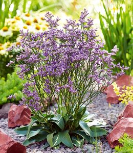 BALDUR-Garten Blauer Strandflieder "Limonium", 1 Pflanze, Limonium Dazzle Rocks, bienenfreundlich, trockenheitstolerant, winterharte Staude, mehrjährig, pflegeleicht, Wasserbedarf gering, blühend