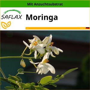 SAFLAX - Moringa - Moringa oleifera - 10 Samen - Mit keimfreiem Anzuchtsubstrat