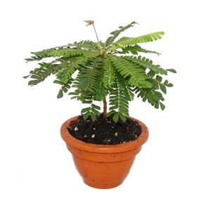Biophytum sensitivum - Palma z jižního moře - 9 cm hliněný květináč - Rostlina, která se pohybuje - Ideální pro děti - Mini palma