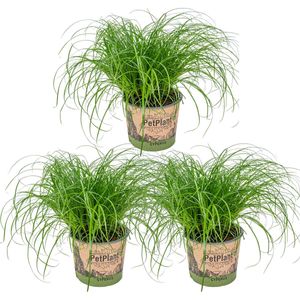 3x Cyperus \'Zumula\' - Katzengras - Zimmerpflanze - Haustierfreundlich - ⌀12 cm - ↕20-25 cm