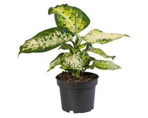Grünpflanze – Dieffenbachie (Dieffenbachia Maculata Amy) – Höhe: 30 cm – von Botanicly
